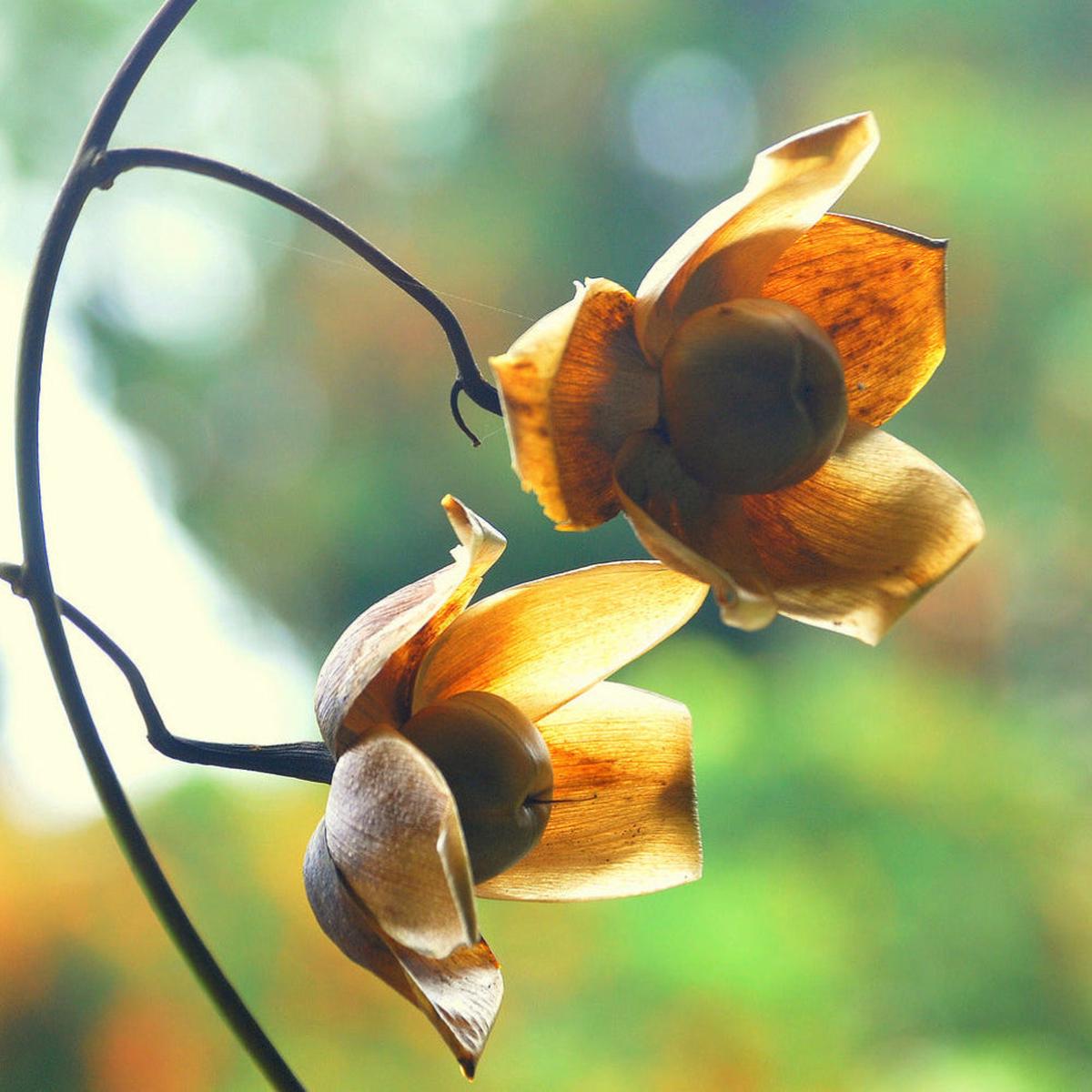 Wood Rose (Merremia tuberosa) Flower Seeds for Planting  Heirloom, Non-GMO, Tropical Vine, Perennial
