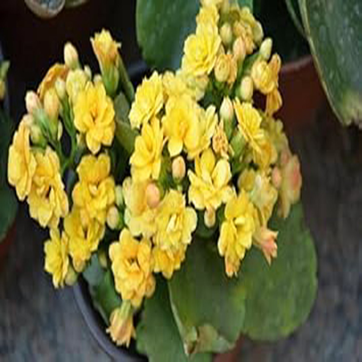 Yellow Kalanchoe Flower Planting Seeds for Garden Non-GMO, Heirloom, High Germination Seeds
