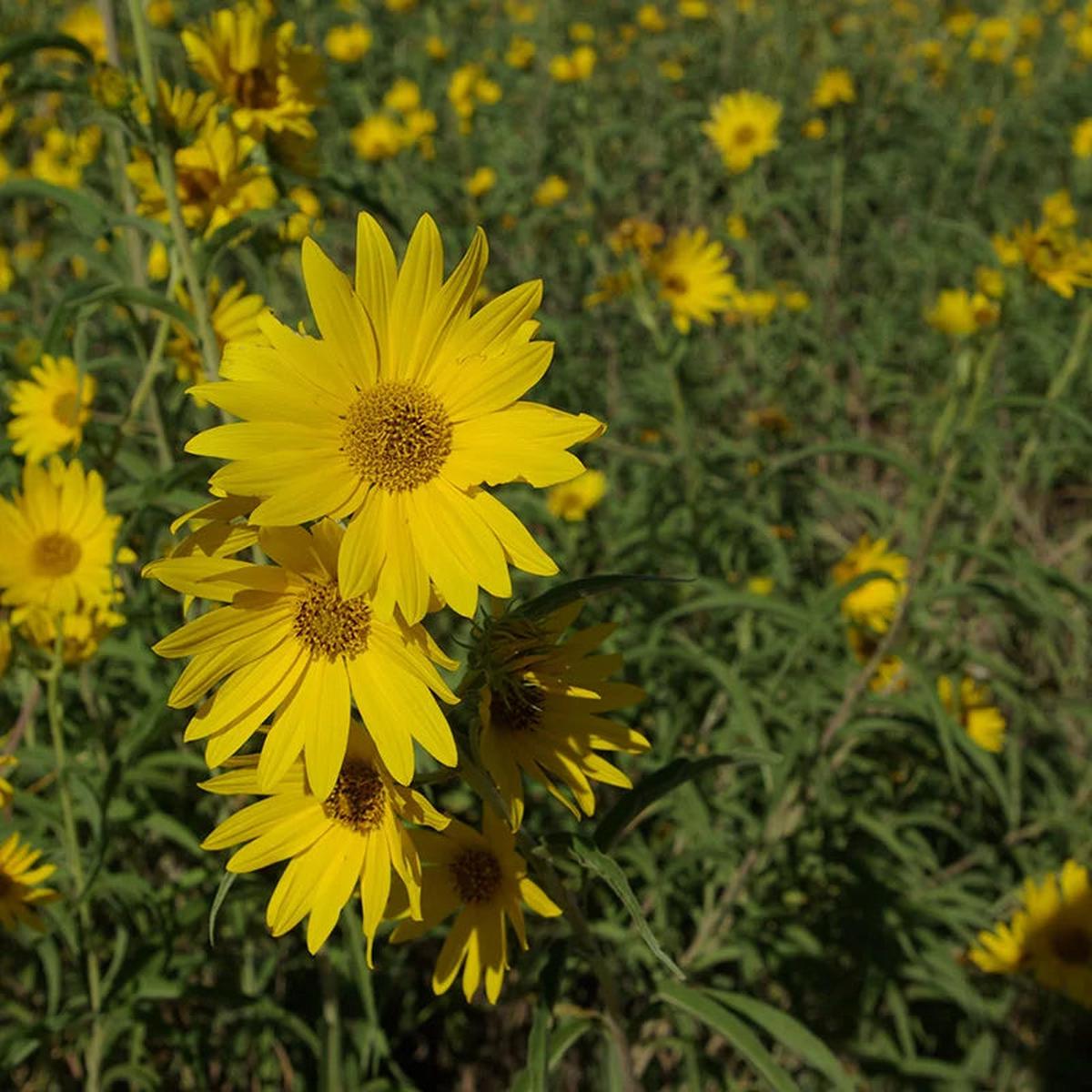 Yellow Maximiliani Flower seeds for Planting - Long Bloom Season, Heirloom & GMO Free Seeds for Home Garden