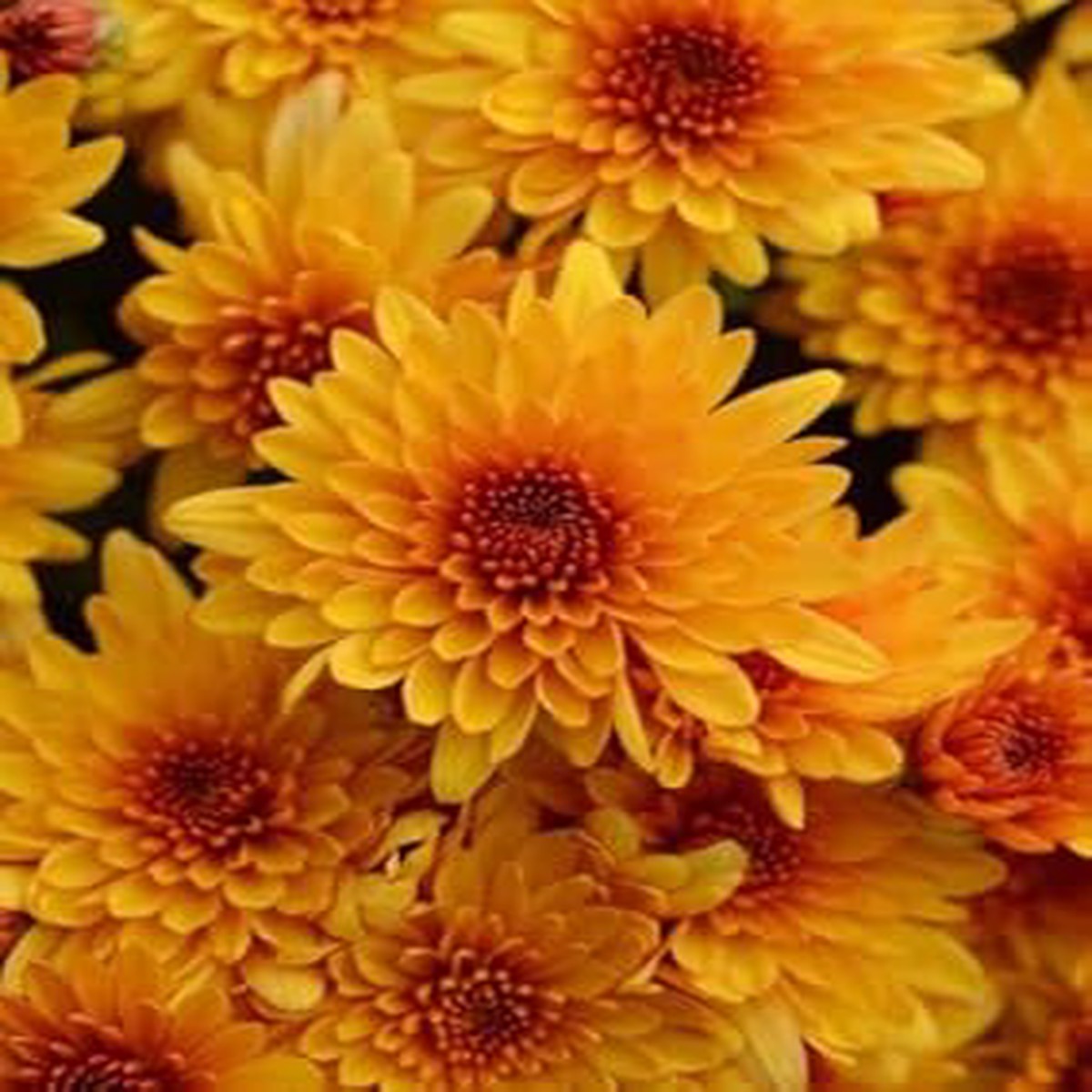 Yellow & Orange Chrysanthemum Flower seeds for Planting - Vibrant Colors, Heirloom & GMO Free Seeds for Home Garden