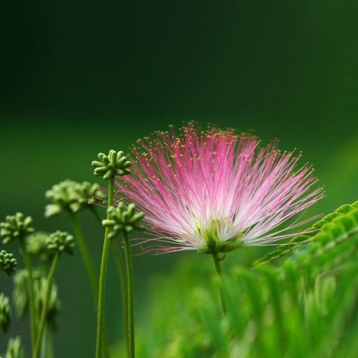 Albizia Julibrissin Bonsai Flower Albizia Julibrissin Tree For Home Garden Flower Seeds for Home