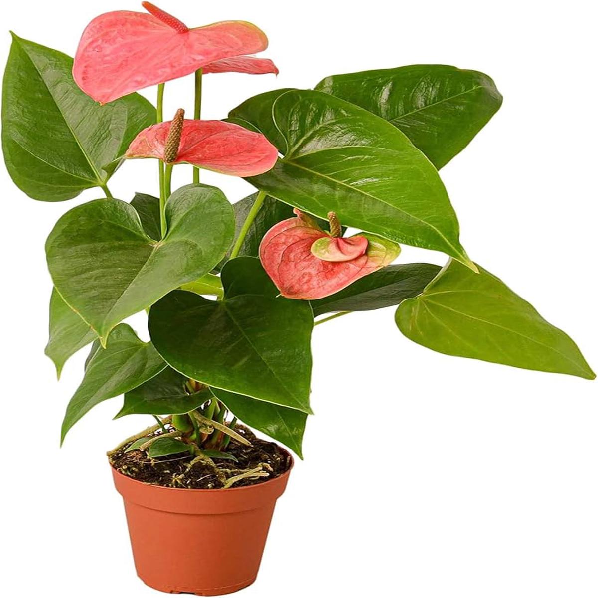 Anthurium Light Red Flower Seeds for Planting  Heirloom, Non-GMO, Low-Maintenance High Germination Seeds