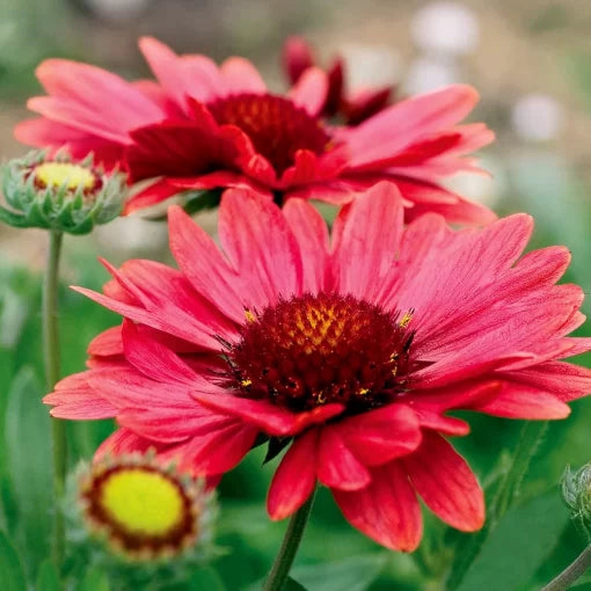 Arizona Red Shades Gaillardia Seeds | Bright Red Blanket Flower Variety Heirloom, Non-GMO, High Germination Organic Garden Seeds