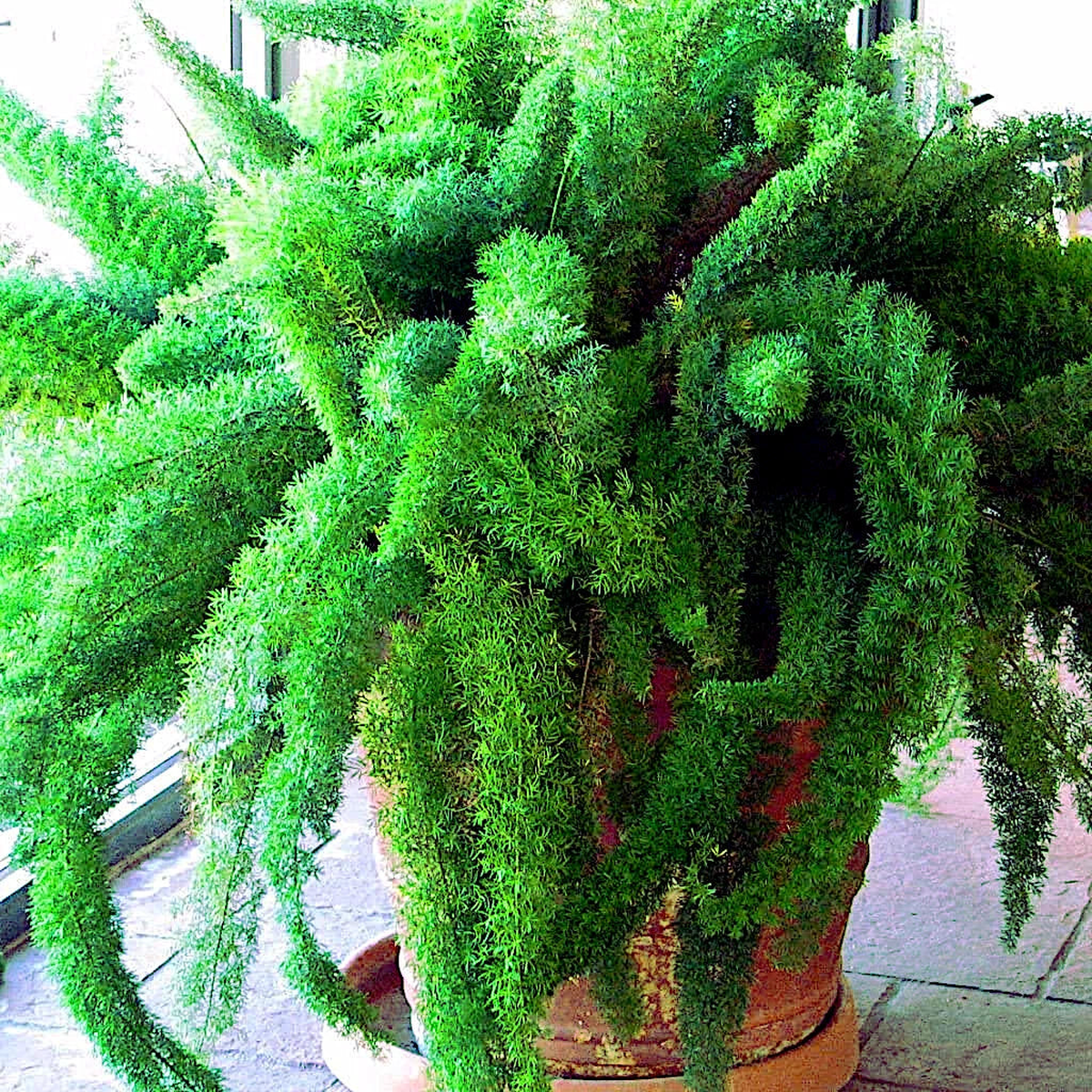 ASPARAGUS FOXTAIL FERN Seeds Myers Houseplant Tropical Flower Garden RARE  Heirloom, Non-GMO, High Germination Organic Garden Seeds