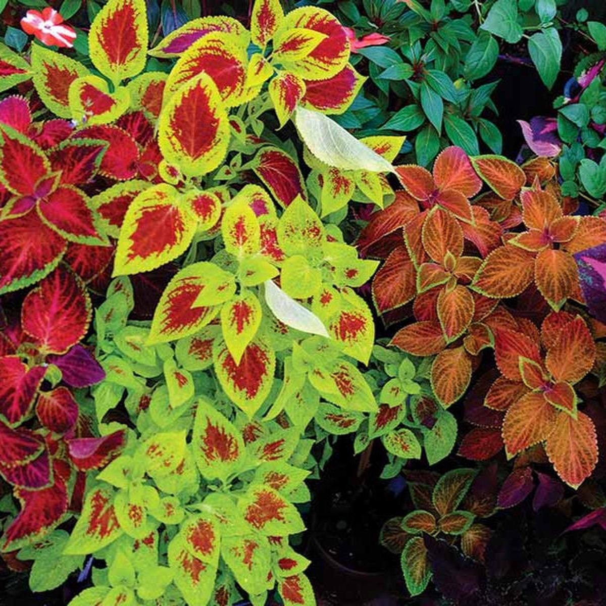 Beautiful Coleus Seeds Colorful Foliage for Shade Gardens