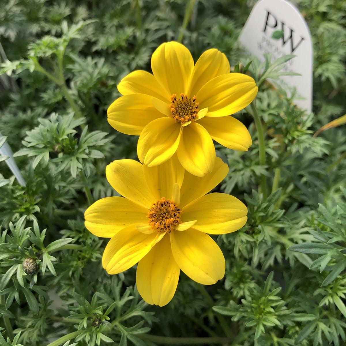 Bidens Flower seeds for Planting Low Maintenance Heirloom & GMO Free Seeds for Home Garden