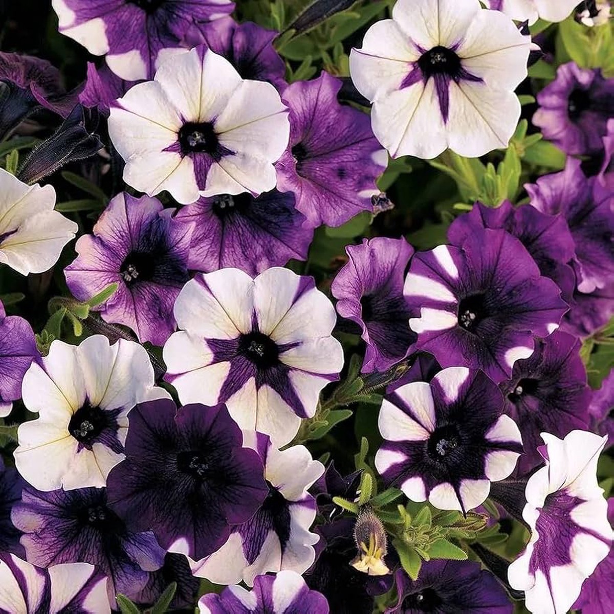 Black Heirloom Hanging Petunia Mixed Rare Variety Garden Plant Flower Seeds for Home Garden