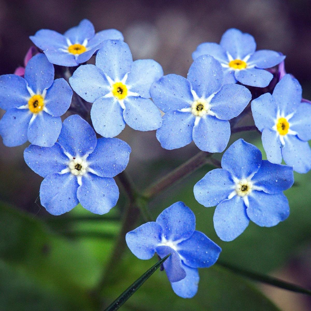 Blue Myosotis Sylvatica Flower Seeds Heirloom Non-GMO, Organic Garden Seeds for Planting, High Germination