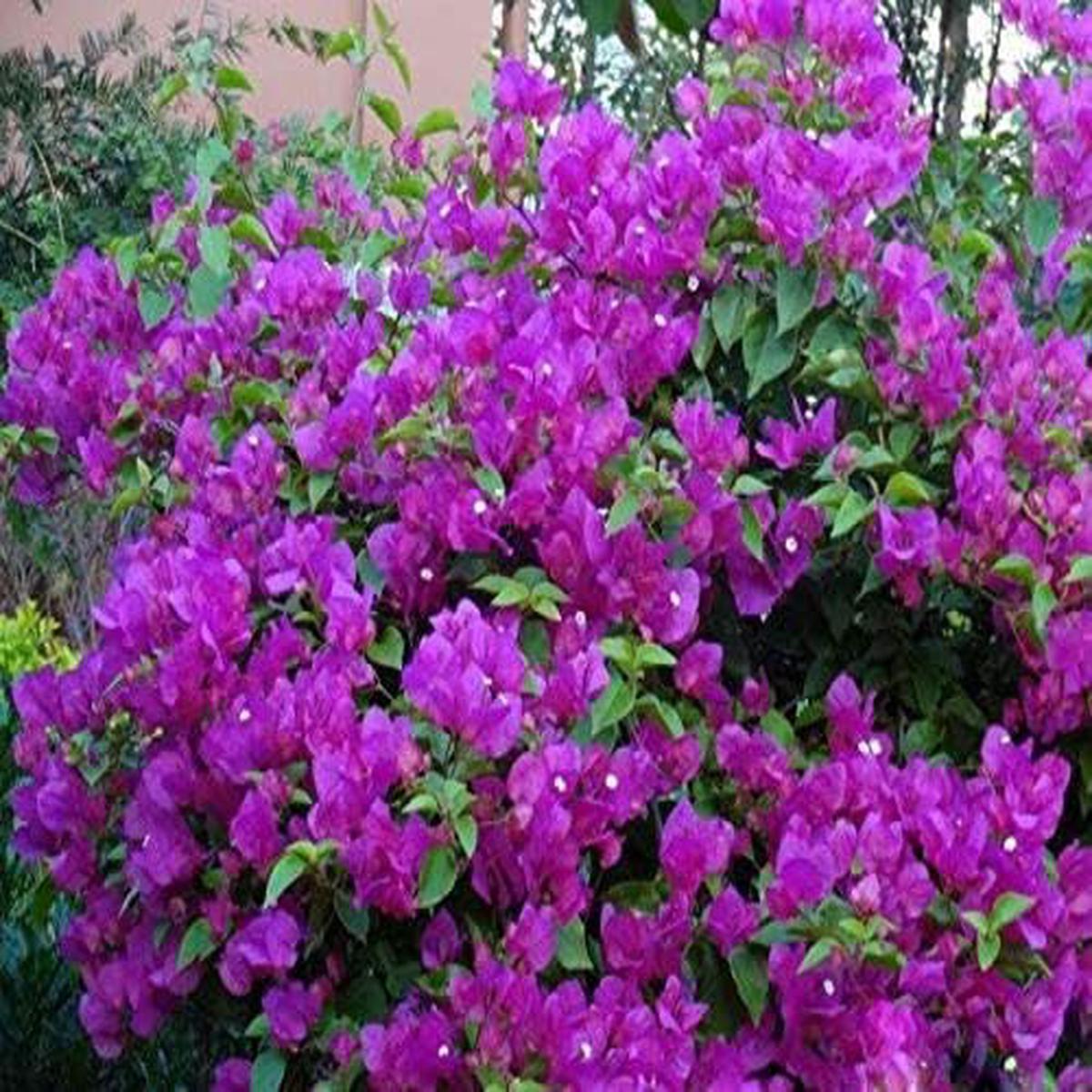 Bougainvillea Flower - Heirloom, Non - Gmo Seeds