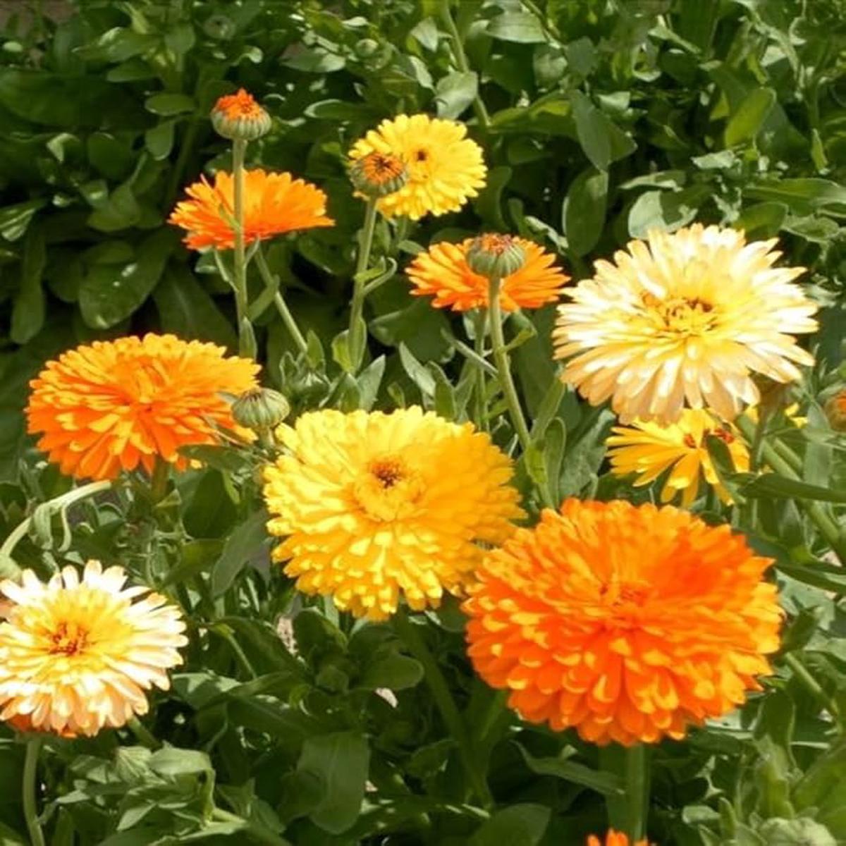 Calendula Calendula Officinalis Pacific Mix Flower For Planting In Home Garden Or Borders Flower