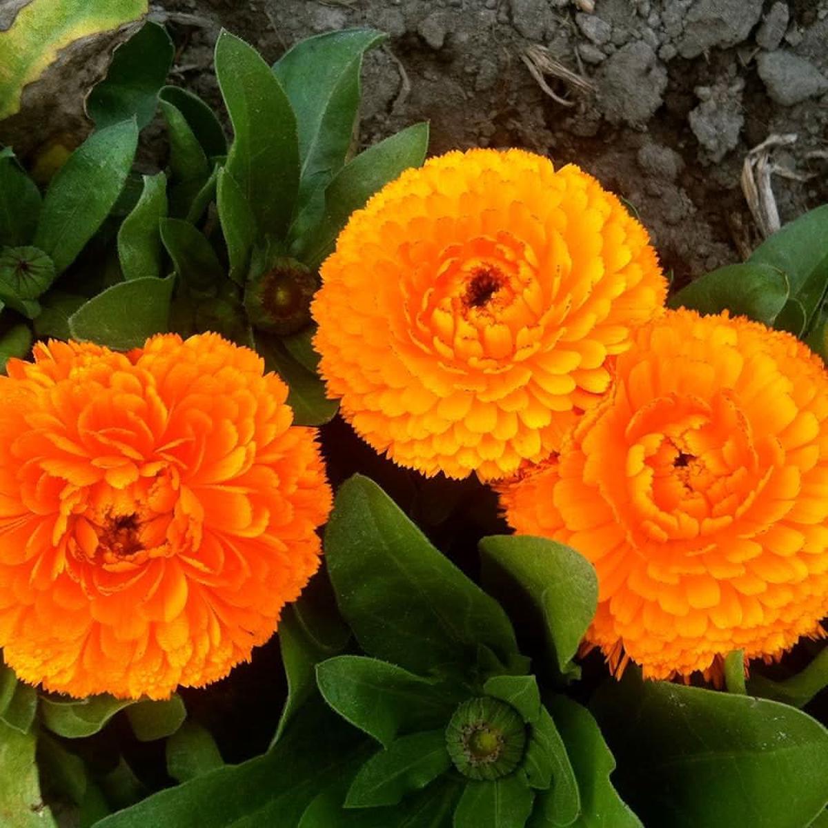 Calendula Flower Heirloom Non Gmo Medicinal And Ornamental For Planting Flower Seeds for Home