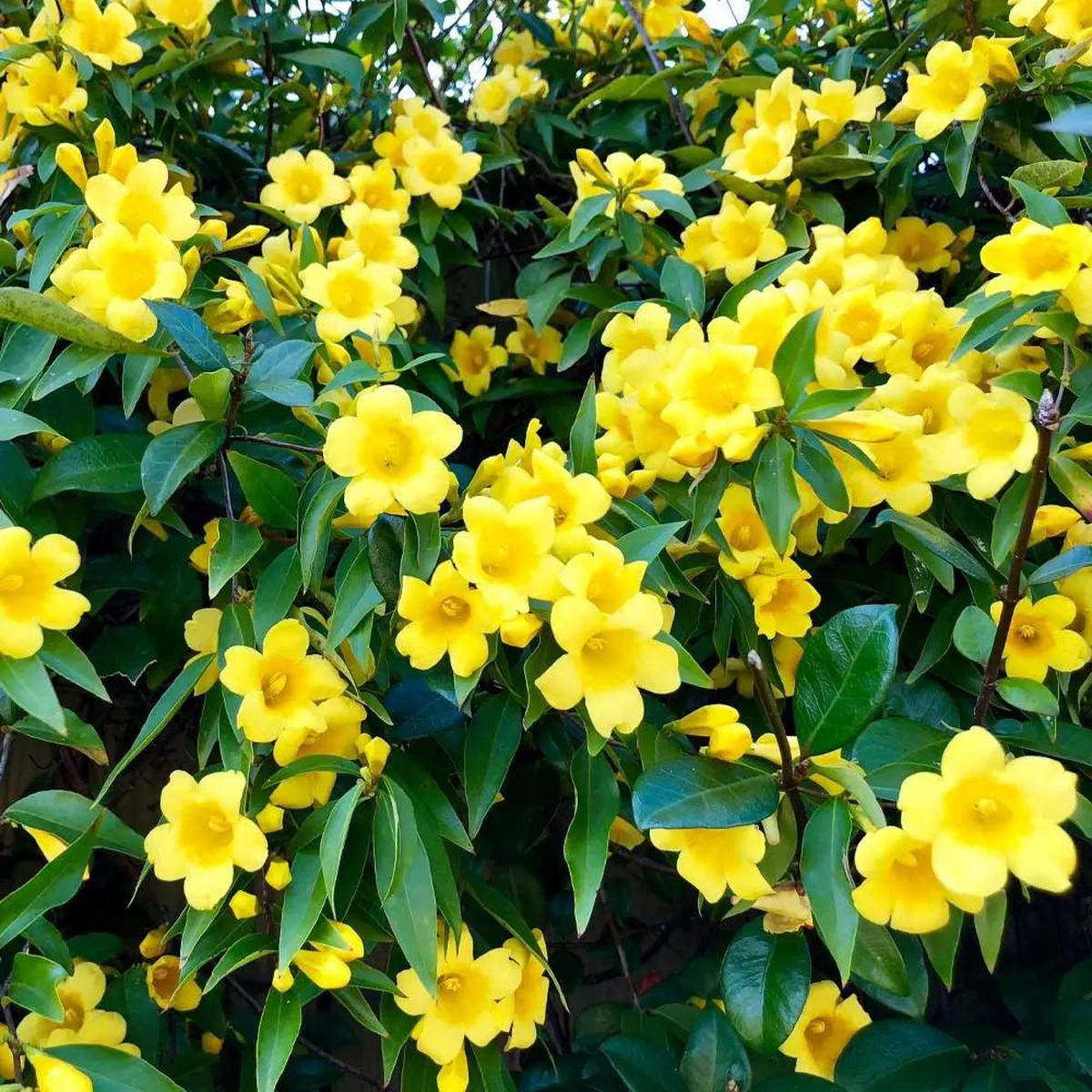 Carolina Yellow Jasmine Perennial Vine Seeds for Planting NON GMO Seeds