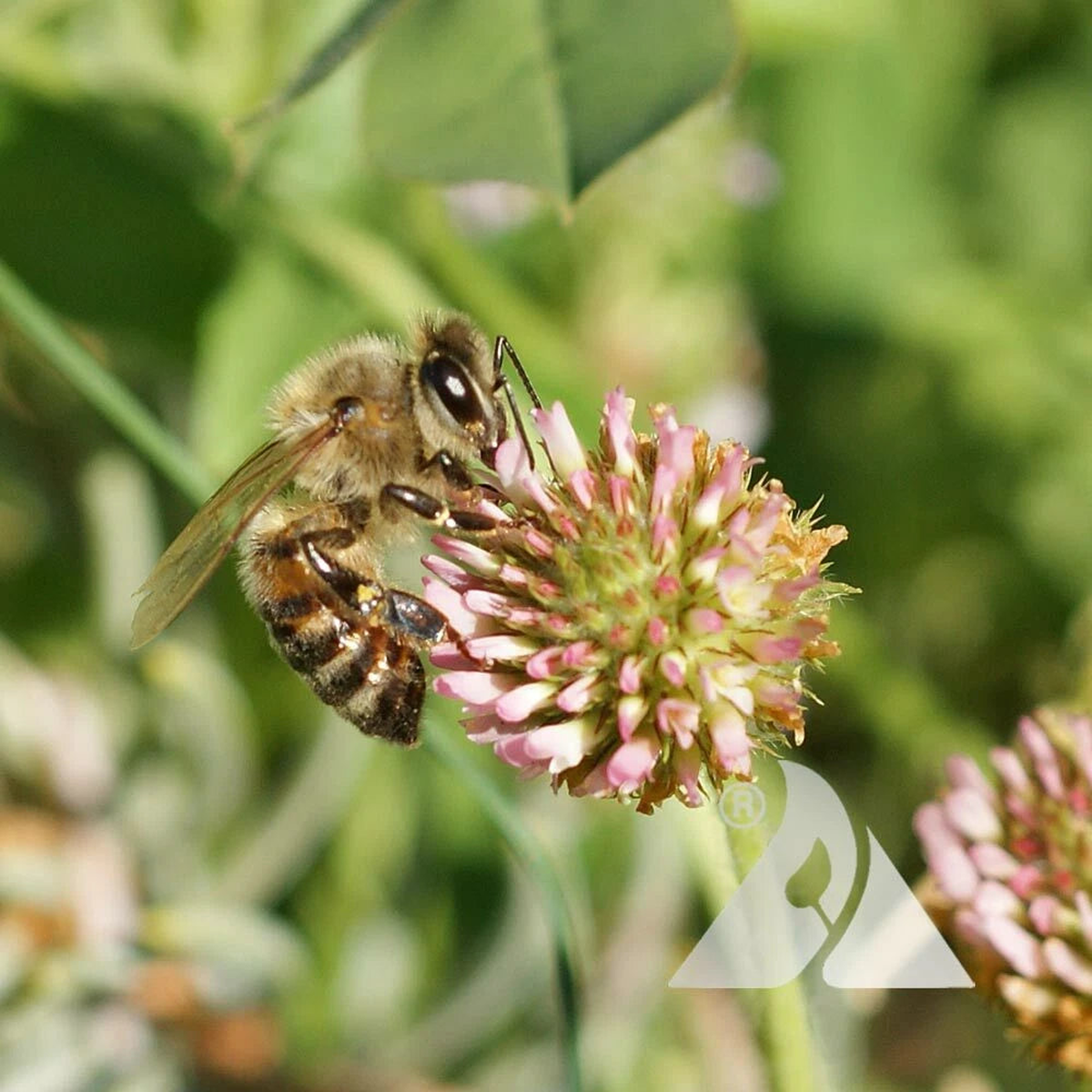 Clover STRAWBERRY Perennial Groundcover Pollinator Bees Love SEEDS  Heirloom, Non-GMO, High Germination Organic Garden Seeds
