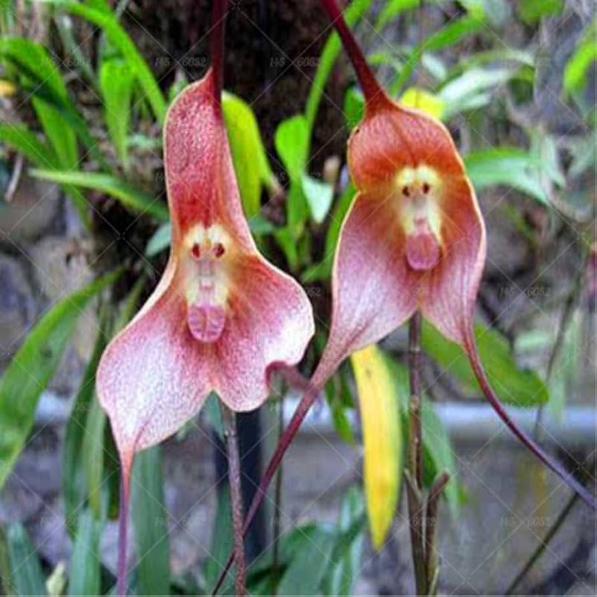 Colored Mixed Bag Monkey Face Orchid Plants Orchis Simia Planting Flower Bed And Home