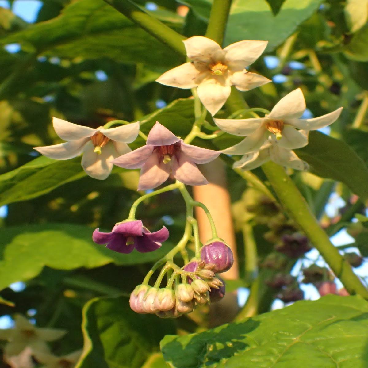 Cyphomandra Flower seeds for Planting - Pollinator Friendly, Heirloom & GMO Free Seeds for Home Garden