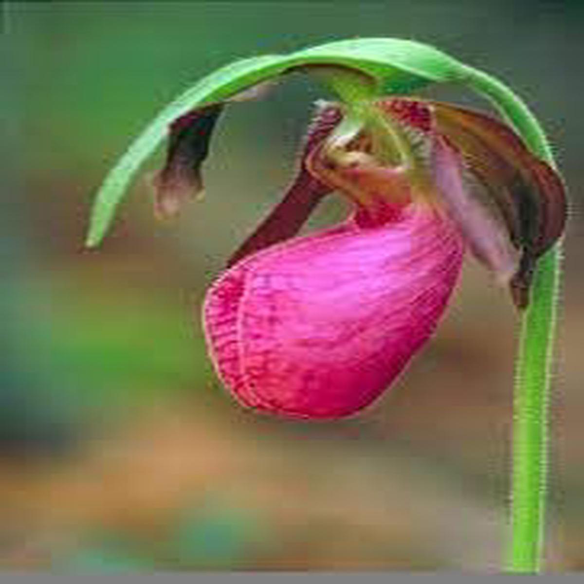 Cypripedium Acaule Seeds for Planting Organic Heirloom Non-GMO Lady's Slipper High Germination Garden Seeds