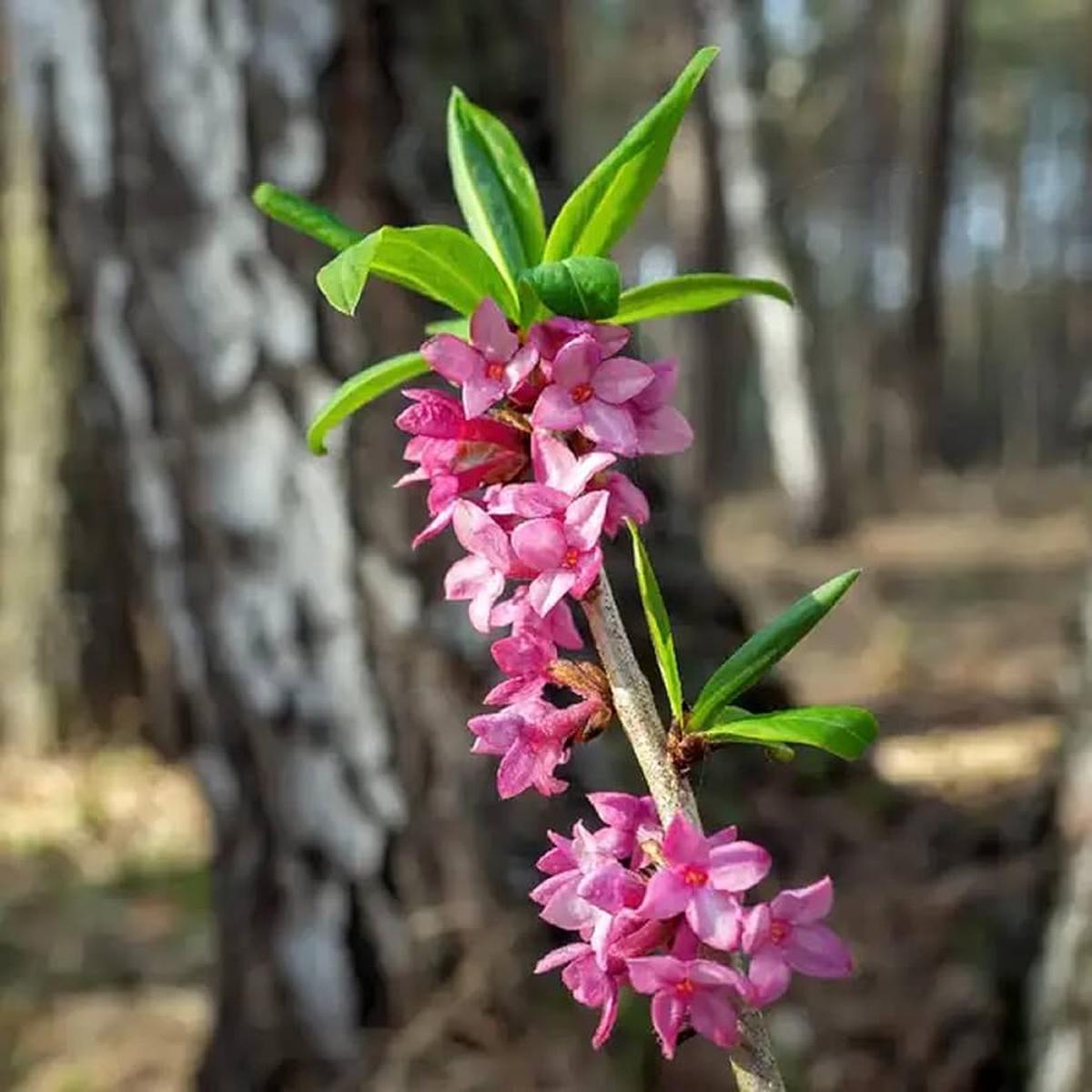 Daphne Mezereum Pink Seeds for Planting  Organic, Heirloom, Non-GMO Flower Seeds
