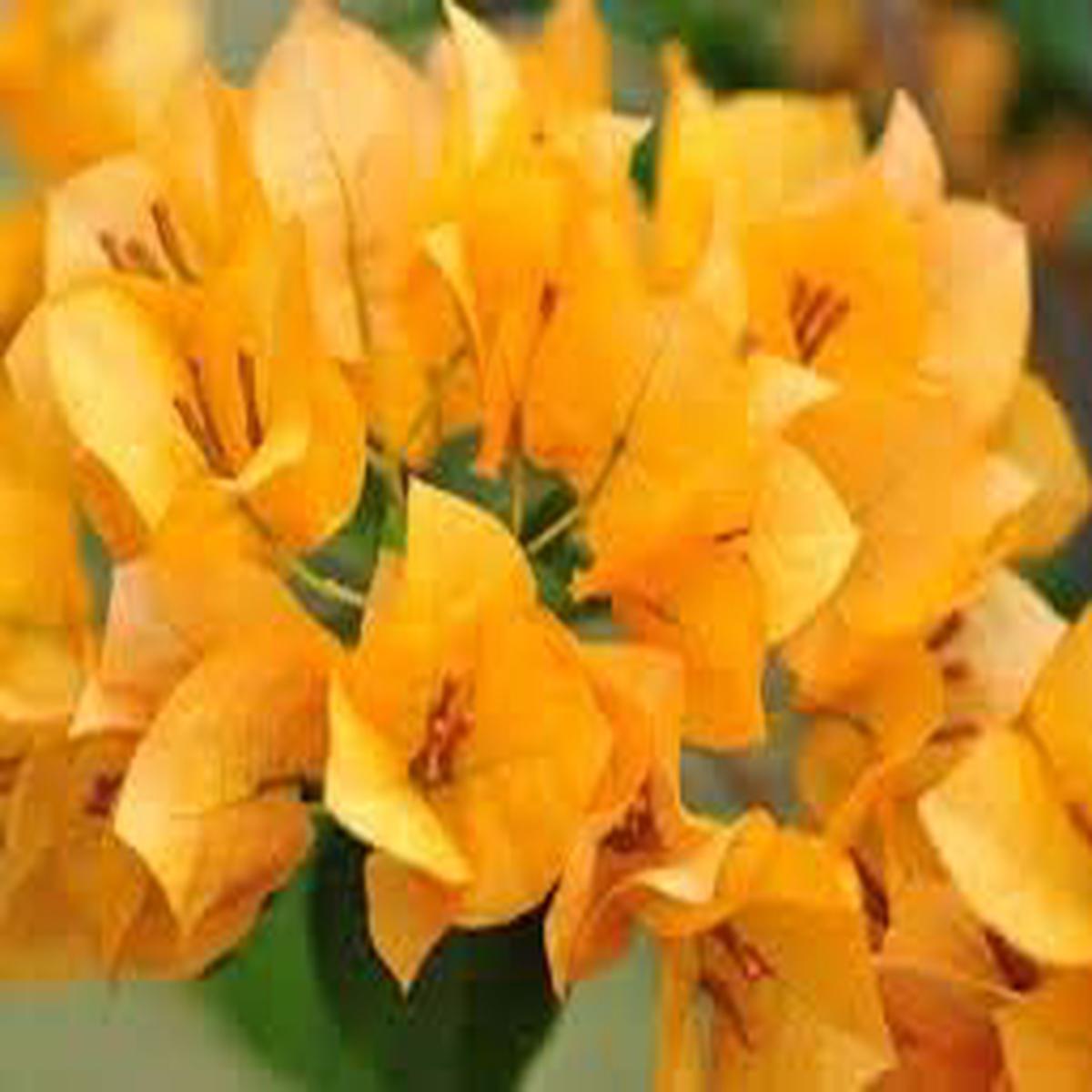 Dark Yellow Bougainvillea Seeds for Planting Organic Heirloom Non-GMO High Germination Garden Seeds