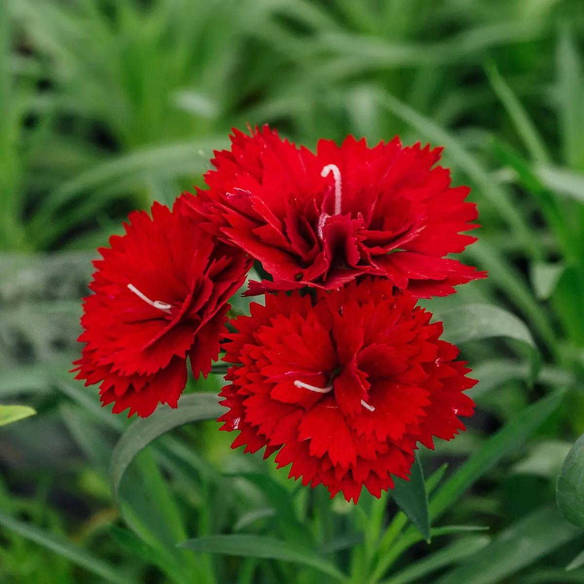 Dianthus Caryophyllus Ruby Pink Flower Seeds for Planting  Heirloom, Non-GMO, High Germination Organic Garden Seeds