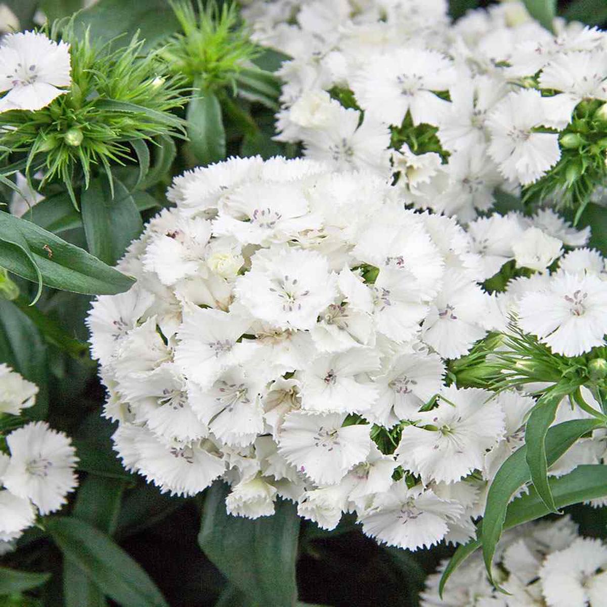 Dianthus Flower For Planting Flower Seeds for Home Garden Planting, Premium Organic Blooming