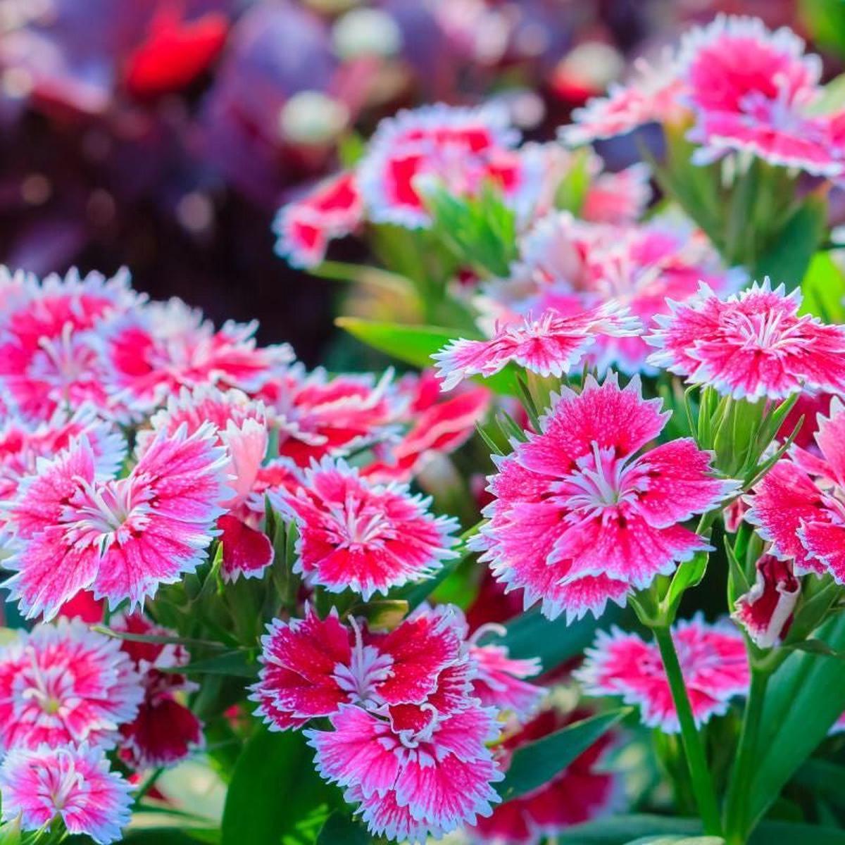 Dianthus Flower seeds for Planting Hardy Variety Heirloom & GMO Free Seeds for Home Garden