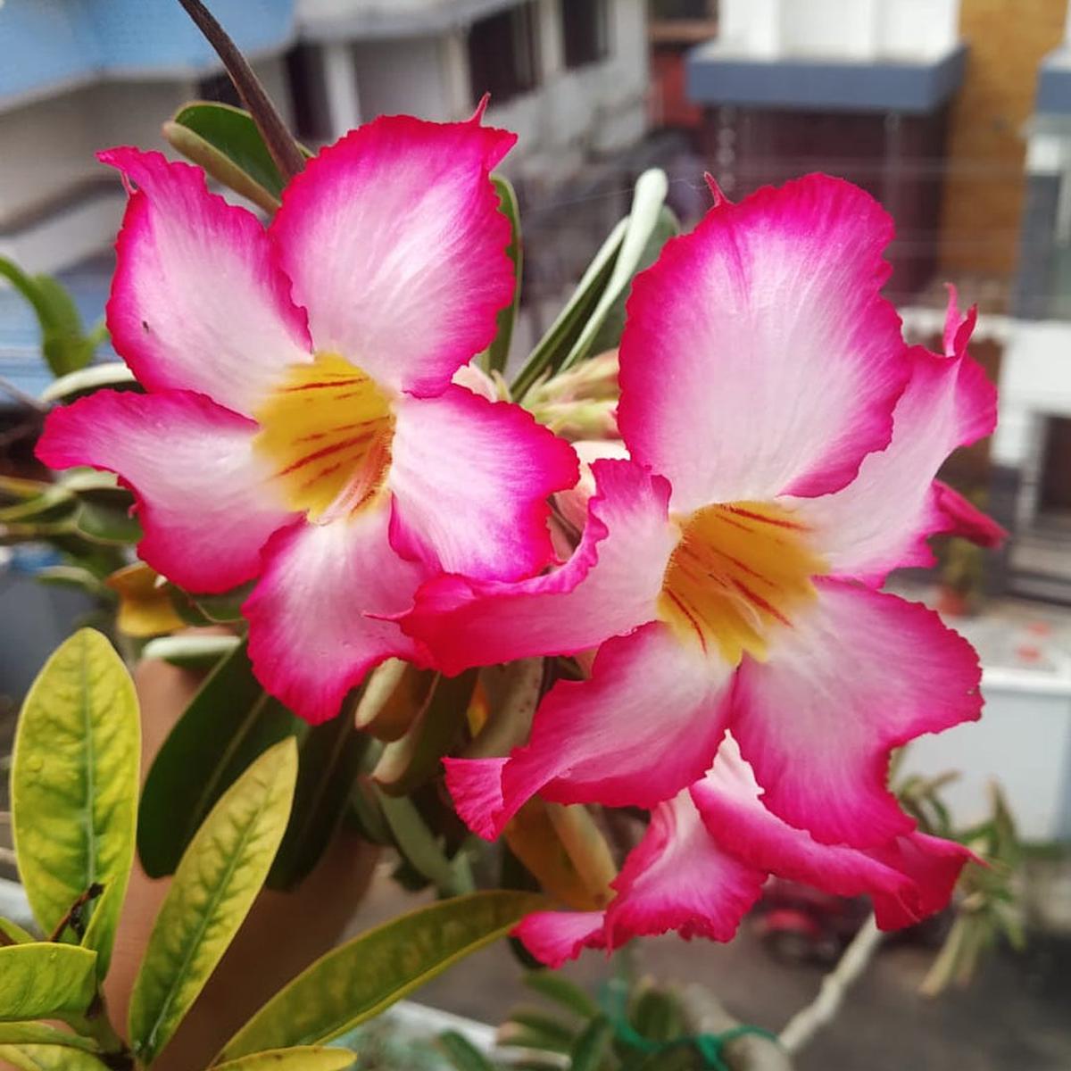 Dorset Adenium Flower Seeds for Planting Drought Tolerant Heirloom Non-GMO High Germination Garden Seeds