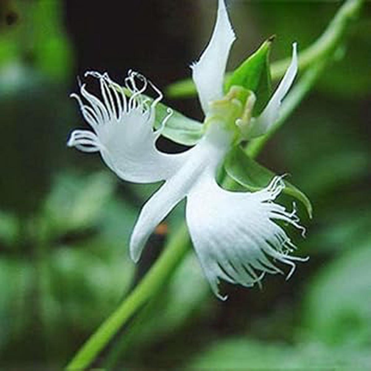 Egret Flower Seeds for Planting Heirloom, Non-GMO, High Germination Organic Garden Seeds