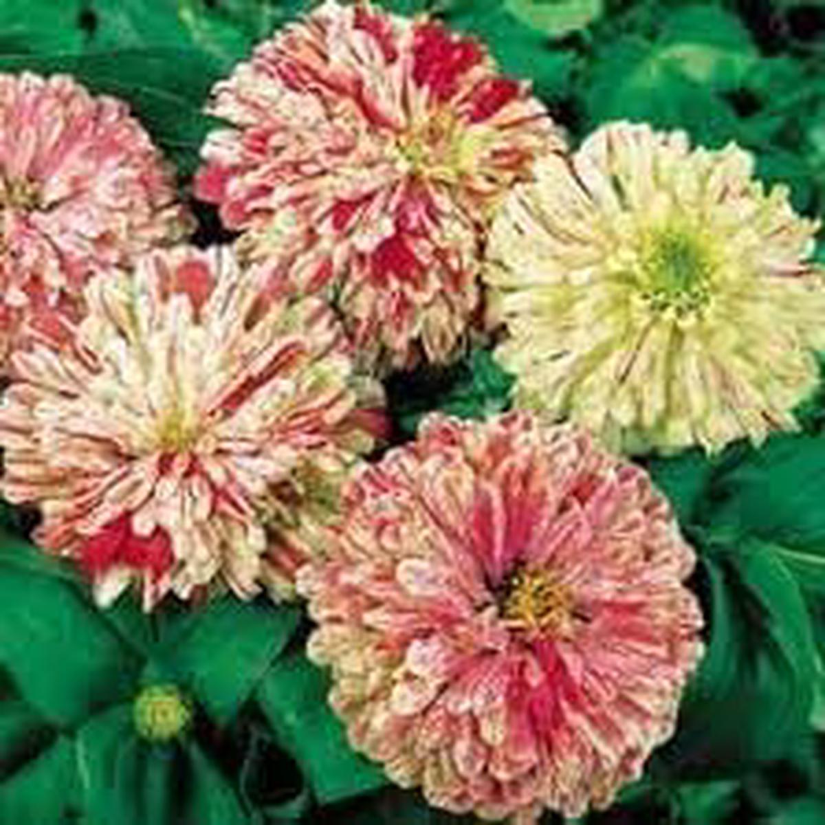 Elegans Peppermint Flower Seeds for Planting  Garden Favorite Heirloom Non-GMO High Germination Organic Garden Seeds