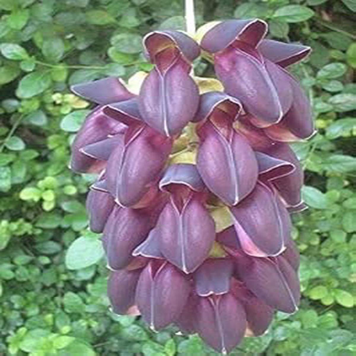 Endangered Jade Flower Seeds for Planting  Heirloom, Non-GMO, Seasonal Bloomer Organic Garden Seeds