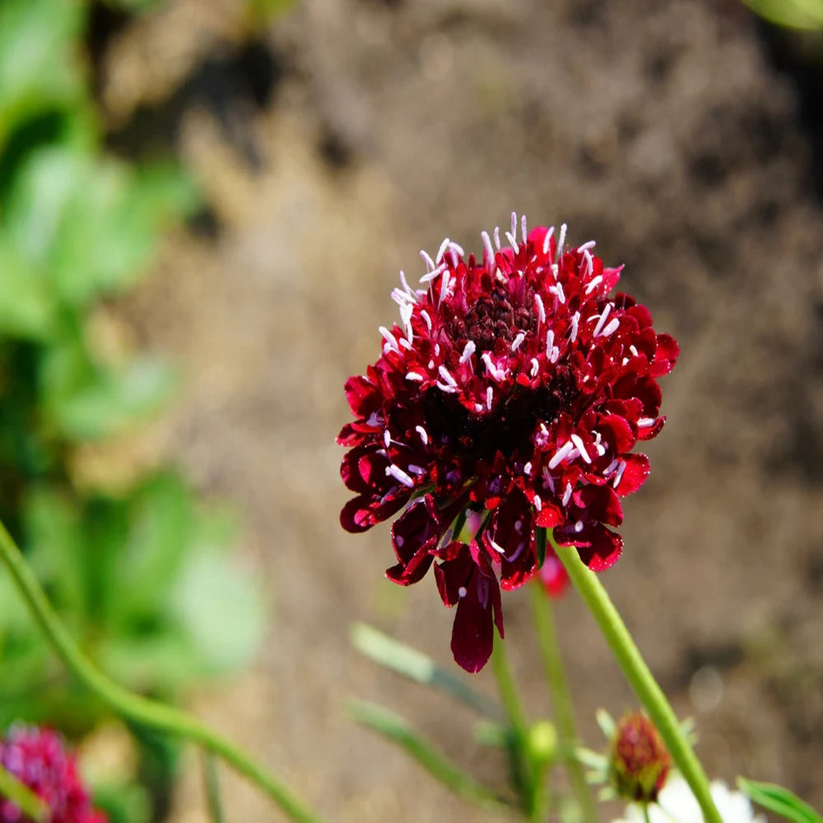 Flower Scabiosa Atropurpurea Indian Cockade Wild Heirloom Seeds for Planting  Native Perennial for Pollinator Gardens