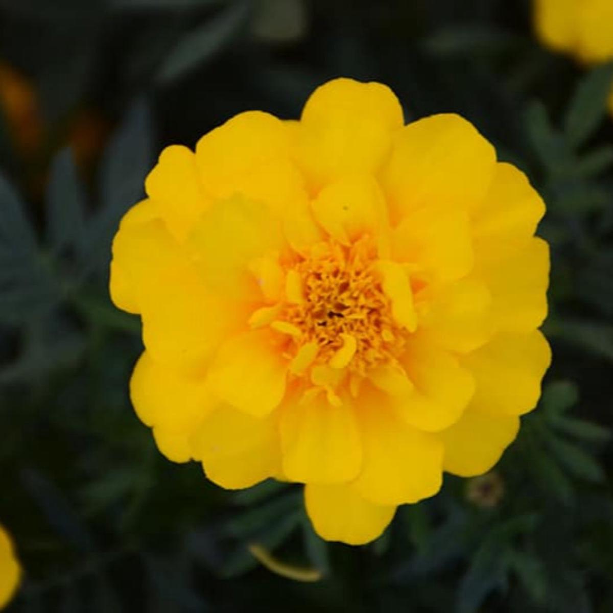 French Marigold 'Durango Yellow' Seeds for Planting Heirloom, Non-GMO, Easy to Grow, Annual