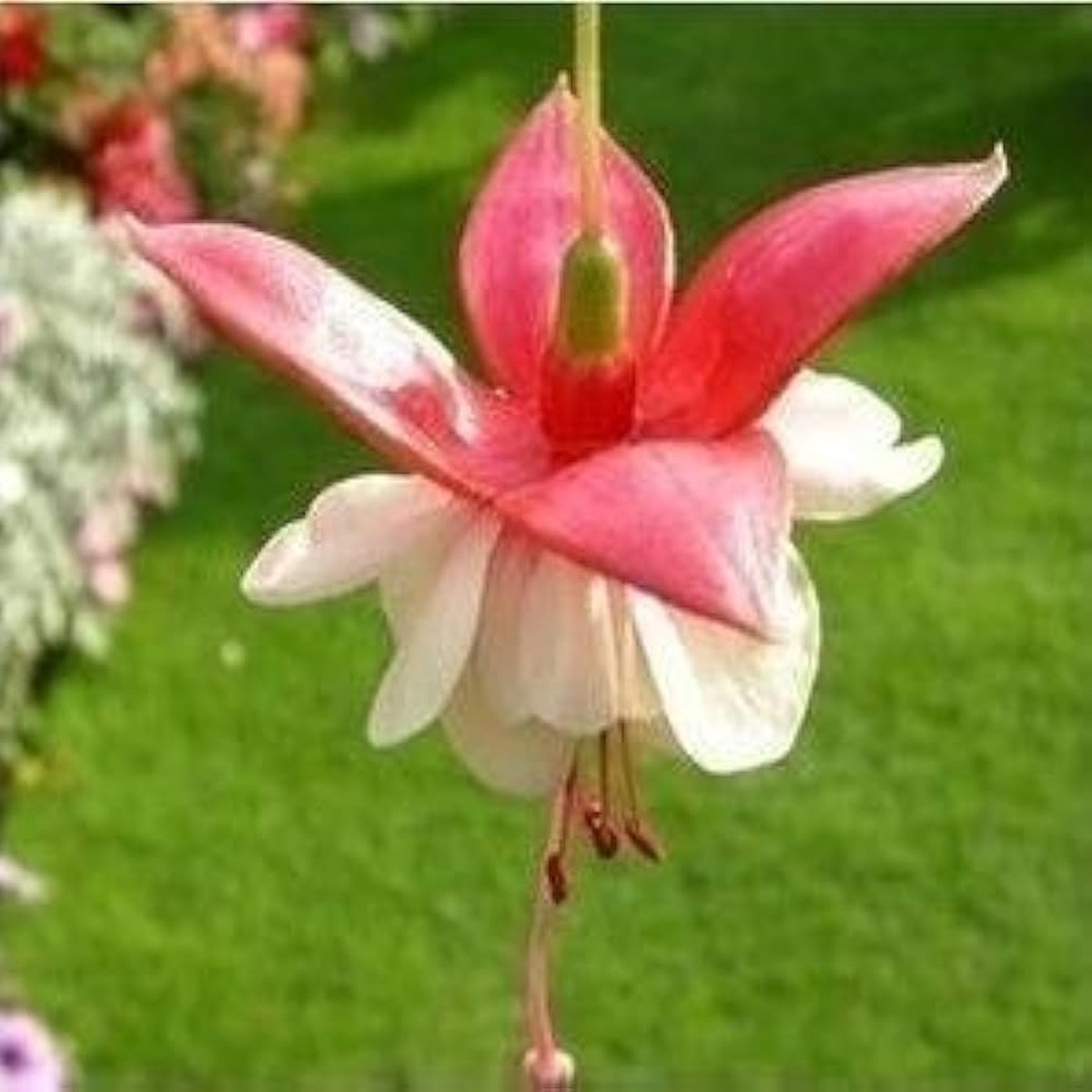 Fuchsia Lantern Fuchsia Magellanica Flower For Planting In Hanging Baskets Balcony Gardens