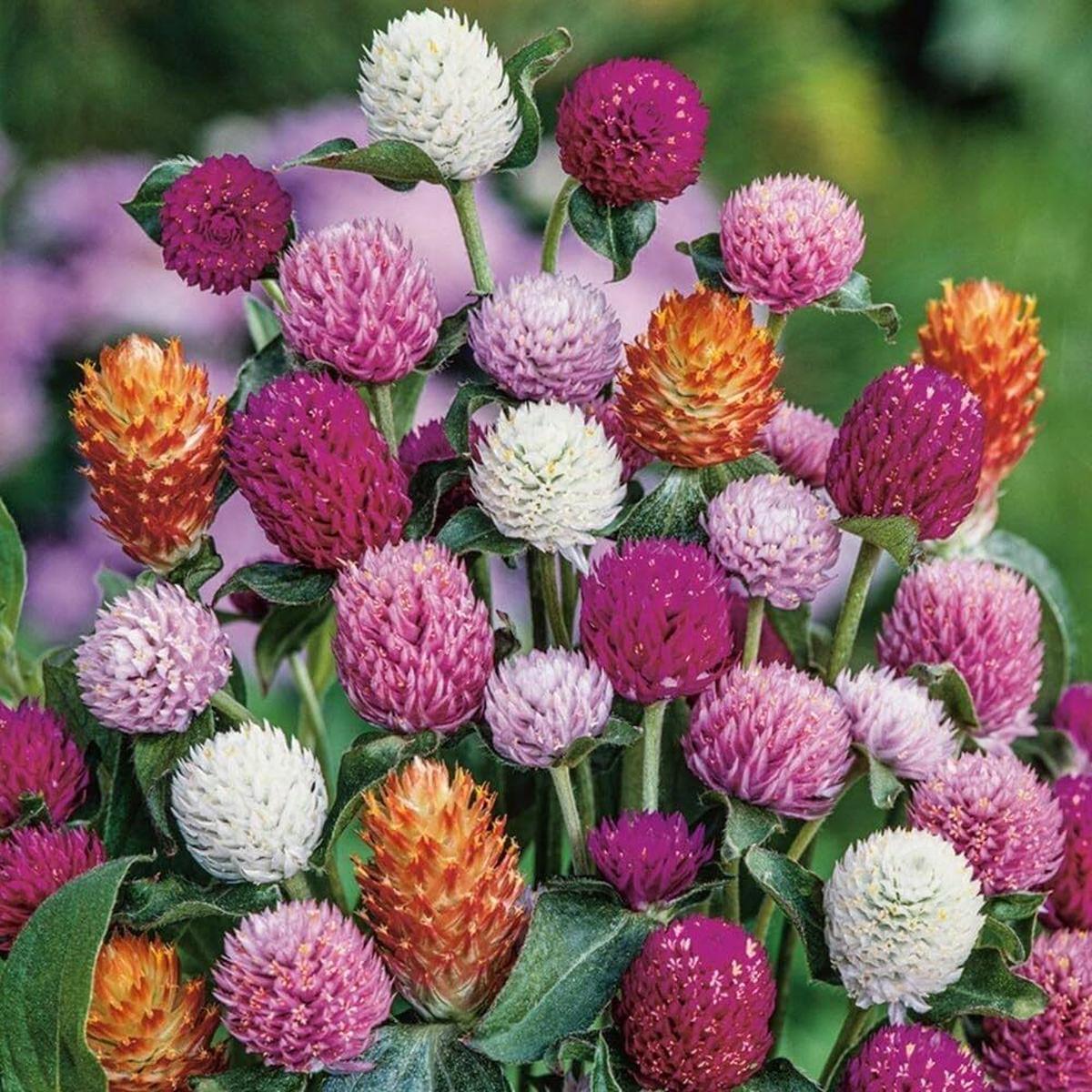 Gomphrena Flower Seeds for Planting  Heirloom, Non-GMO, High Germination Organic Garden Seeds