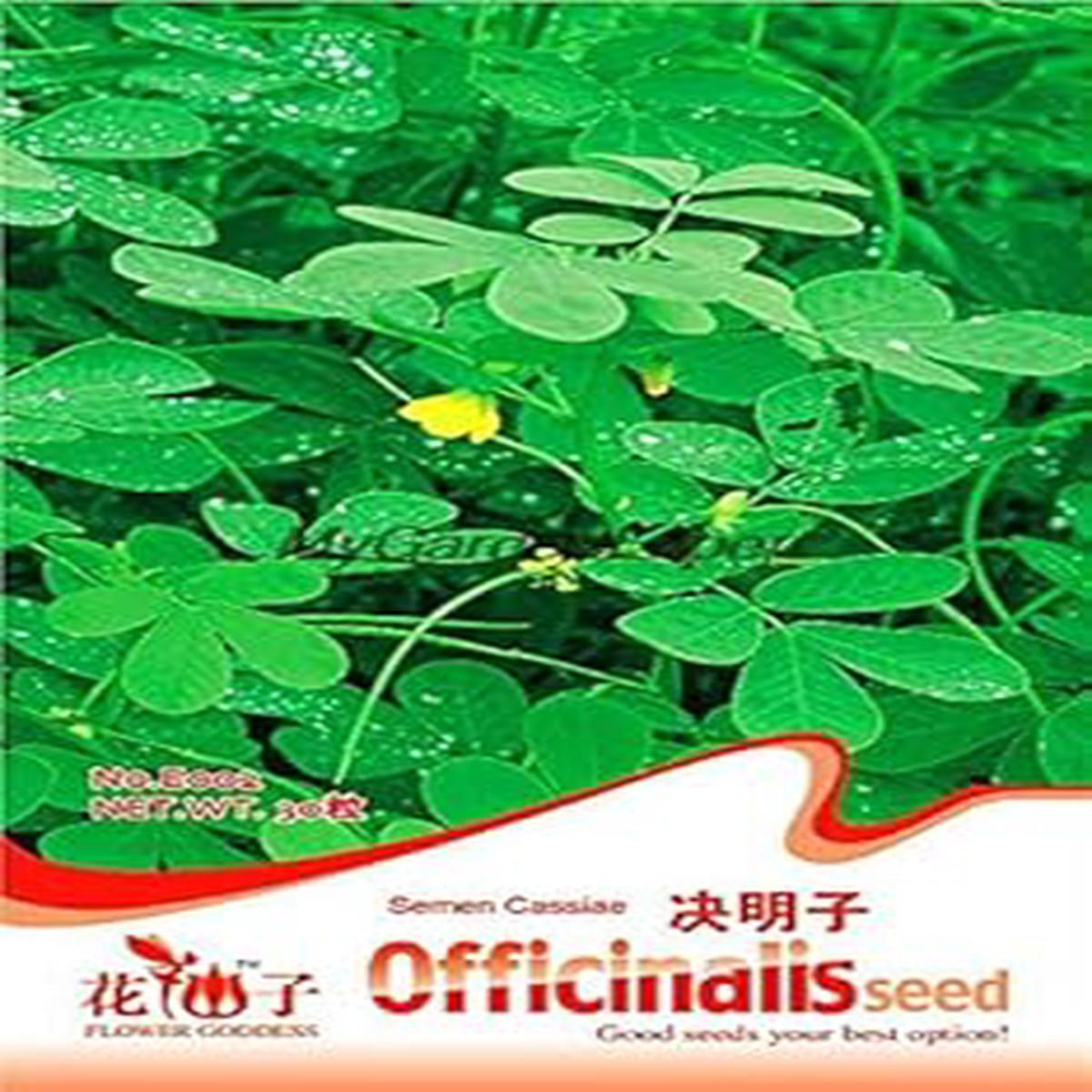 Green Semen Cassiae Flower seeds for Planting - Seasonal Bloomer, Heirloom & GMO Free Seeds for Home Garden