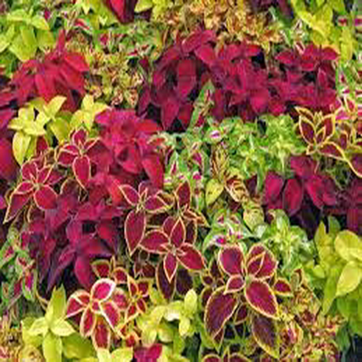 Heirloom Mix Coleus Canina Plant Seeds  Non-GMO Herb Seeds for Garden Planting