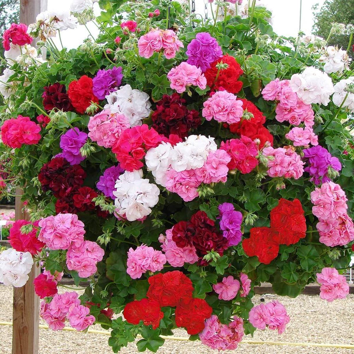 Heirloom Mixed Ivy Geranium Flower Seeds Non-GMO, High Germination Organic Garden Seeds for Planting in Hanging Baskets & Beds