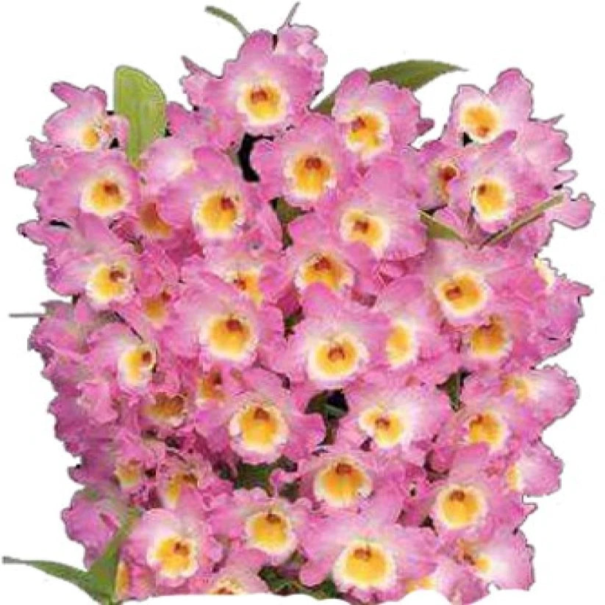 Heirloom Non-GMO Dendrobium Orchids Pink Flower Seeds for Planting High Germination Organic Garden Seeds