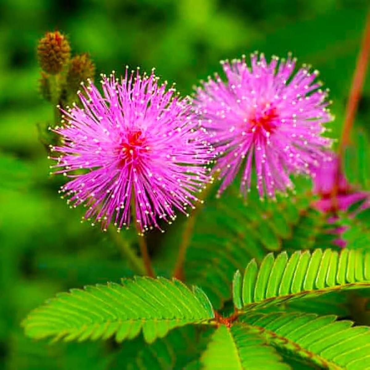 Heirloom Non-GMO Mimosa Pudica Flower Seeds for Planting  Sensitive Plant with Touch Response