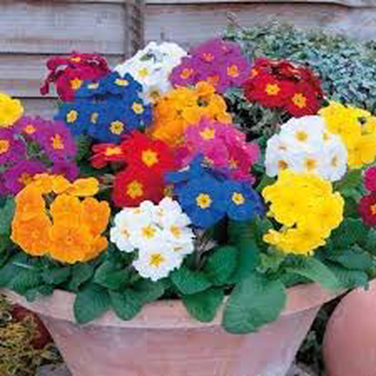 Heirloom Non-GMO Polyanthus Flower Seeds for Planting Colorful Clusters for Garden Displays