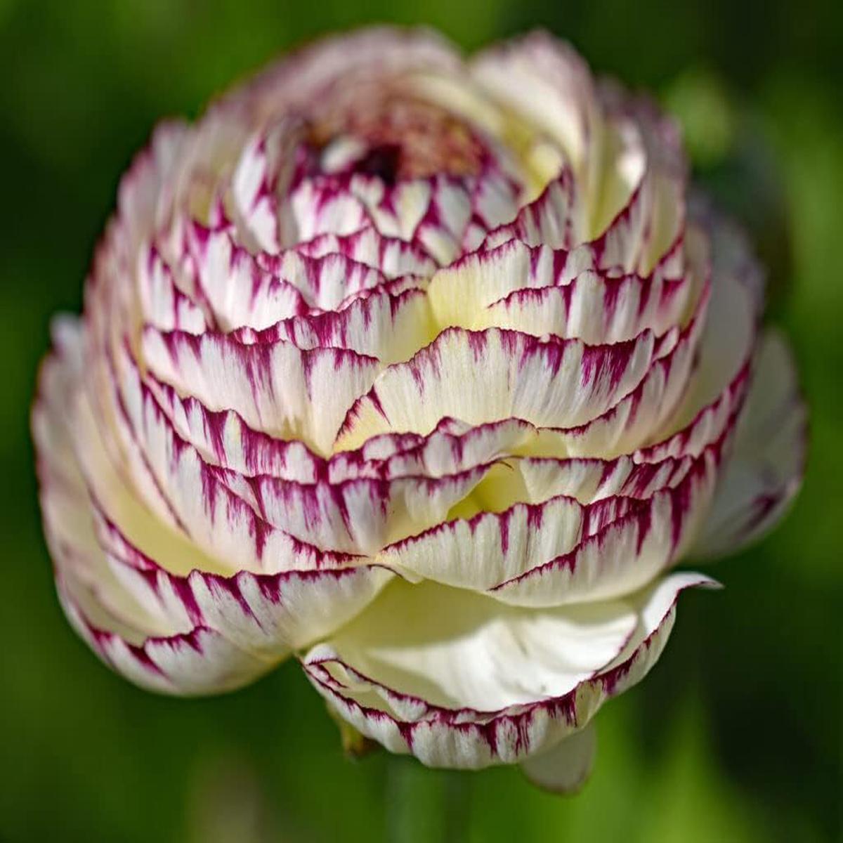 Heirloom Non-GMO White Purple Ranunculus Flower Seeds for Planting  Rare Bloom Variety