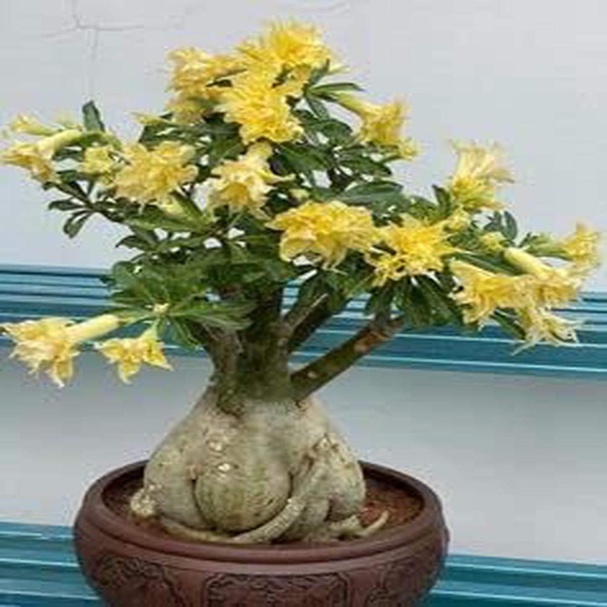 Heirloom Non-GMO Yellow Adenium Obesum Flower Seeds for Planting Organic Garden Desert Rose Seeds with High Germination