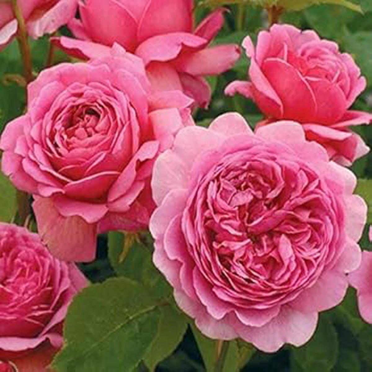 Heirloom Pink Multi-Color Rose Flower Seeds for Planting Non-GMO, High Germination Organic Garden Seeds