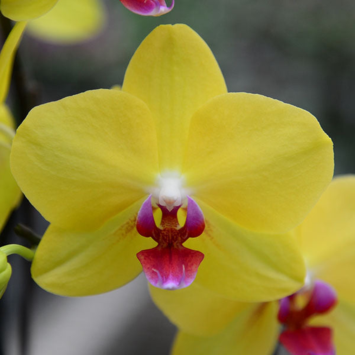 Heirloom Yellow Pink Phalaenopsis Orchid Flower Seeds Non-GMO Exotic Blooms for Planting