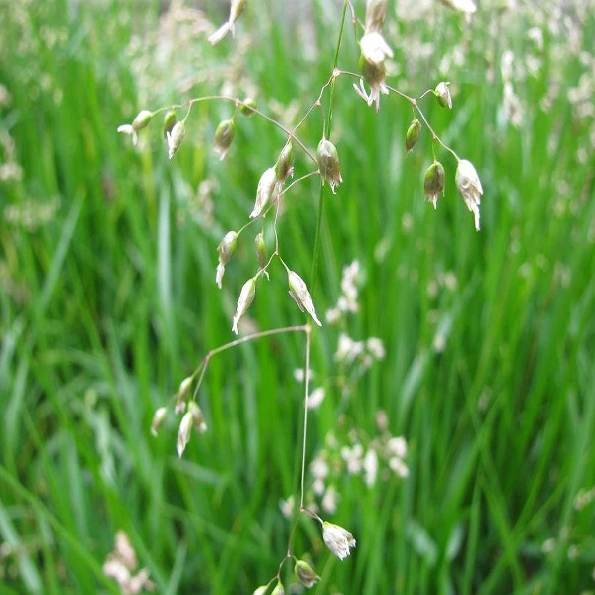 Hierochloe Odorata Grass For Planting Hierochloe Odorata For Herb Gardens And Native Plant Gardens