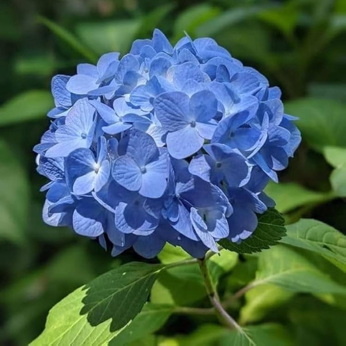 Hydrangea Hydrangea Macrophylla Flower For Planting In Partial Shade Garden Beds Or Pots Flower