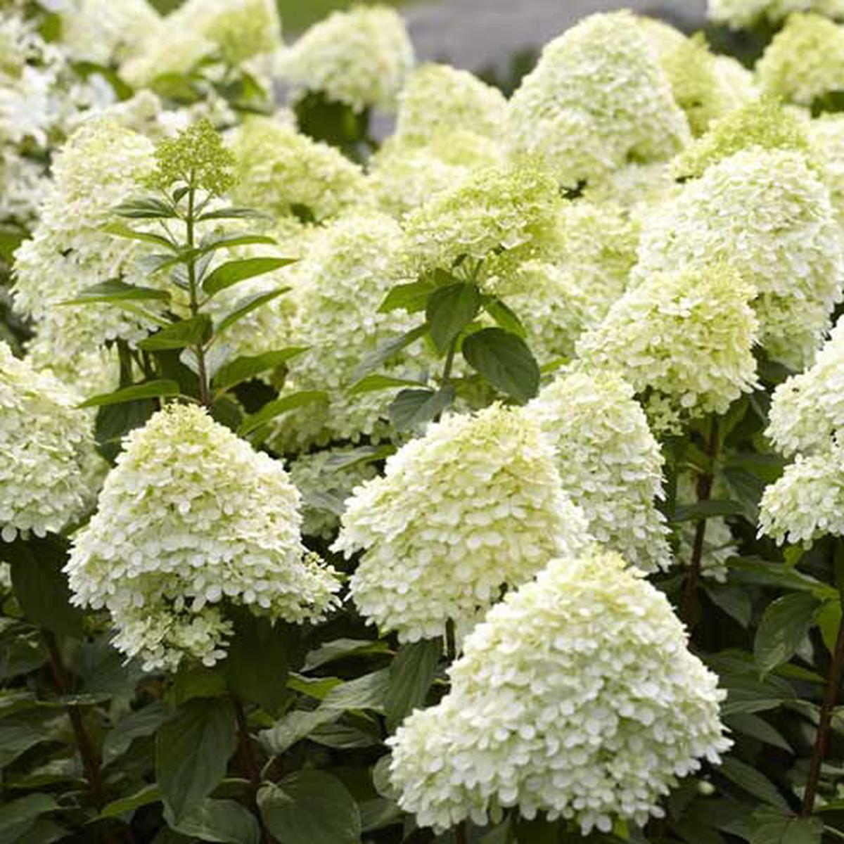 Hydrangea Paniculata Flower Seeds for Planting  Heirloom, Non-GMO, Perennial, Easy to Grow