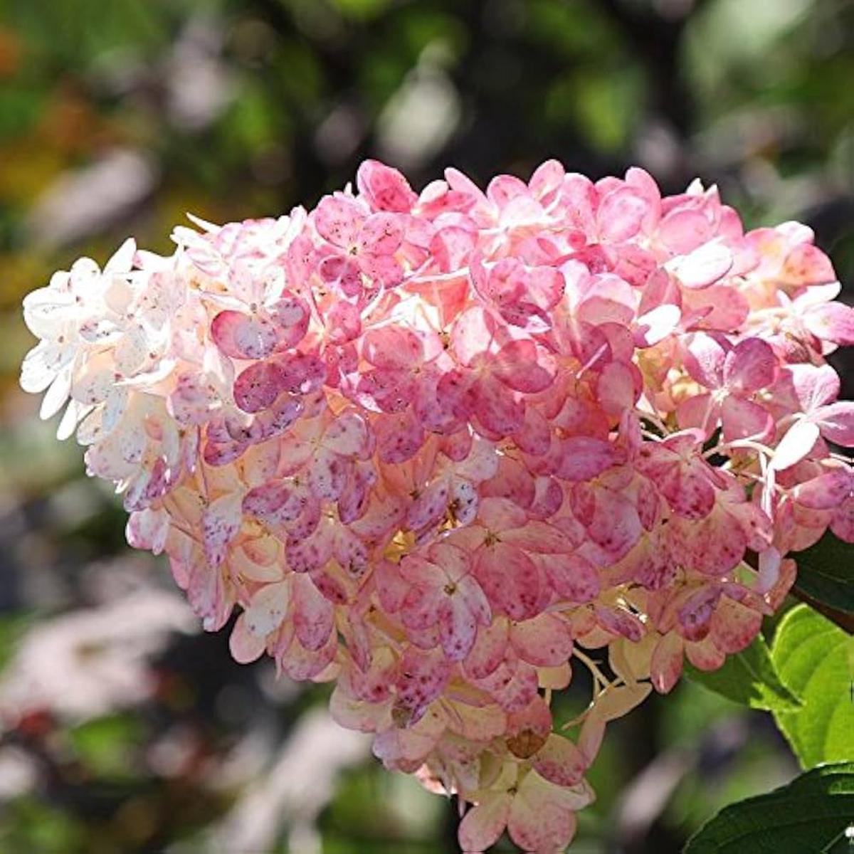 Hydrangea Paniculata Hydrangea Paniculata Seeds for Planting - Ideal for Flower Bed & Home Garden