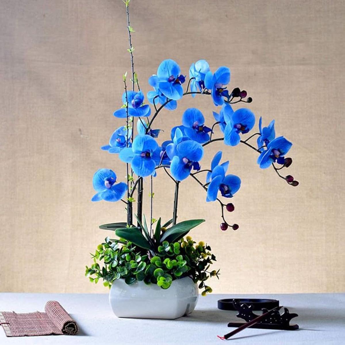 Hydroponic Phalaenopsis Orchid Plant Seeds Sky Blue
