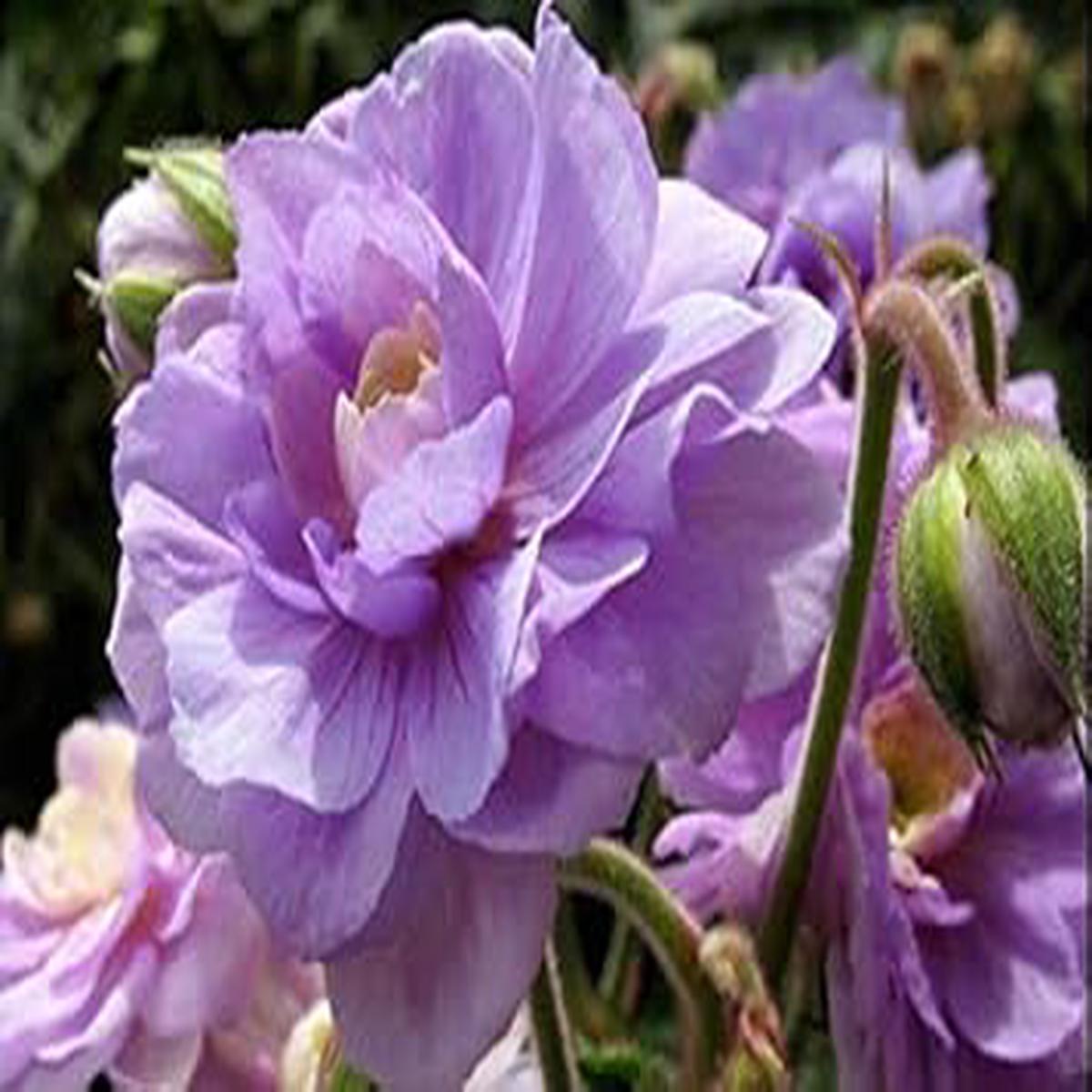 Lavender Big Blooms Geranium Seeds for Planting Heirloom, Organic, Non-GMO, High Germination Garden Flower Seeds