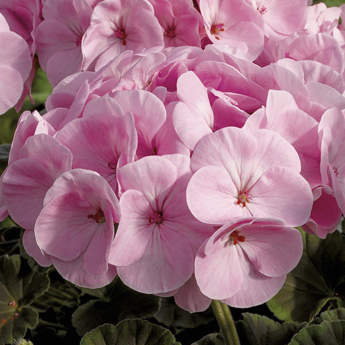 Light Pink Pelargonium Flower Seeds for Planting Heirloom, Non-GMO, High Germination Blooms